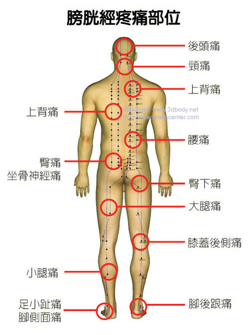 身体各个器官疼痛位置图片