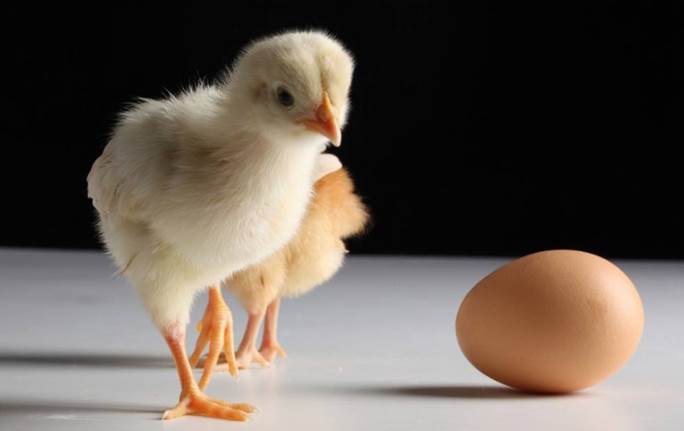 先有鸡还是先有蛋，先有鸡还是先有蛋标准答案
