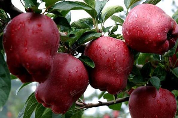 全国十大苹果品种推荐，世界上最好的苹果品种排名
