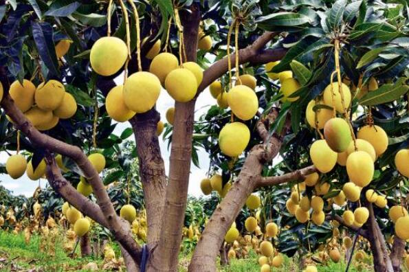 云南水果特产排行榜前十名，云南最著名10种水果推荐